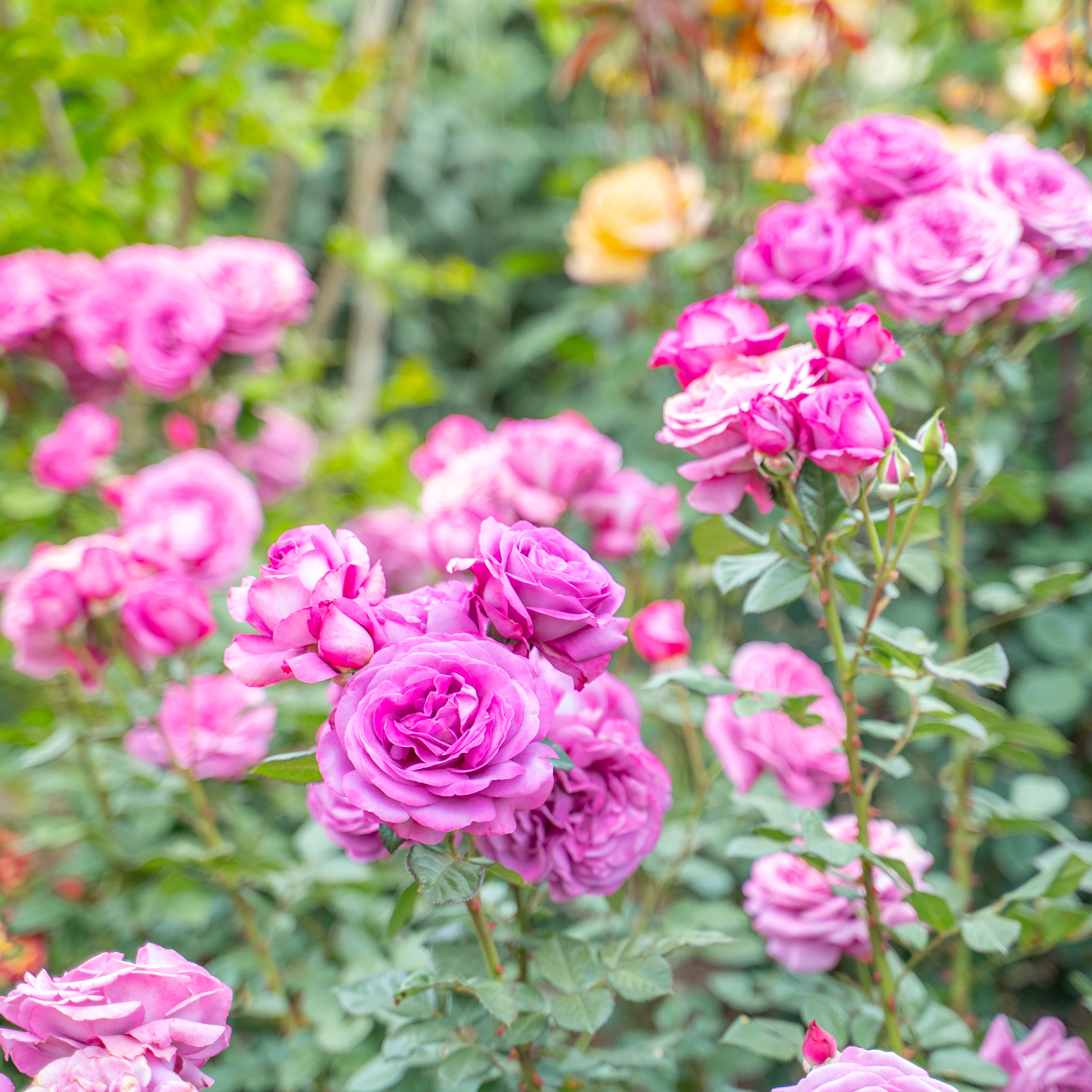Sunbelt® Plum Perfect™  Bare Root Rose Bush