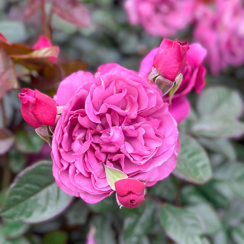 Sunbelt® Plum Perfect™  Bare Root Rose Bush