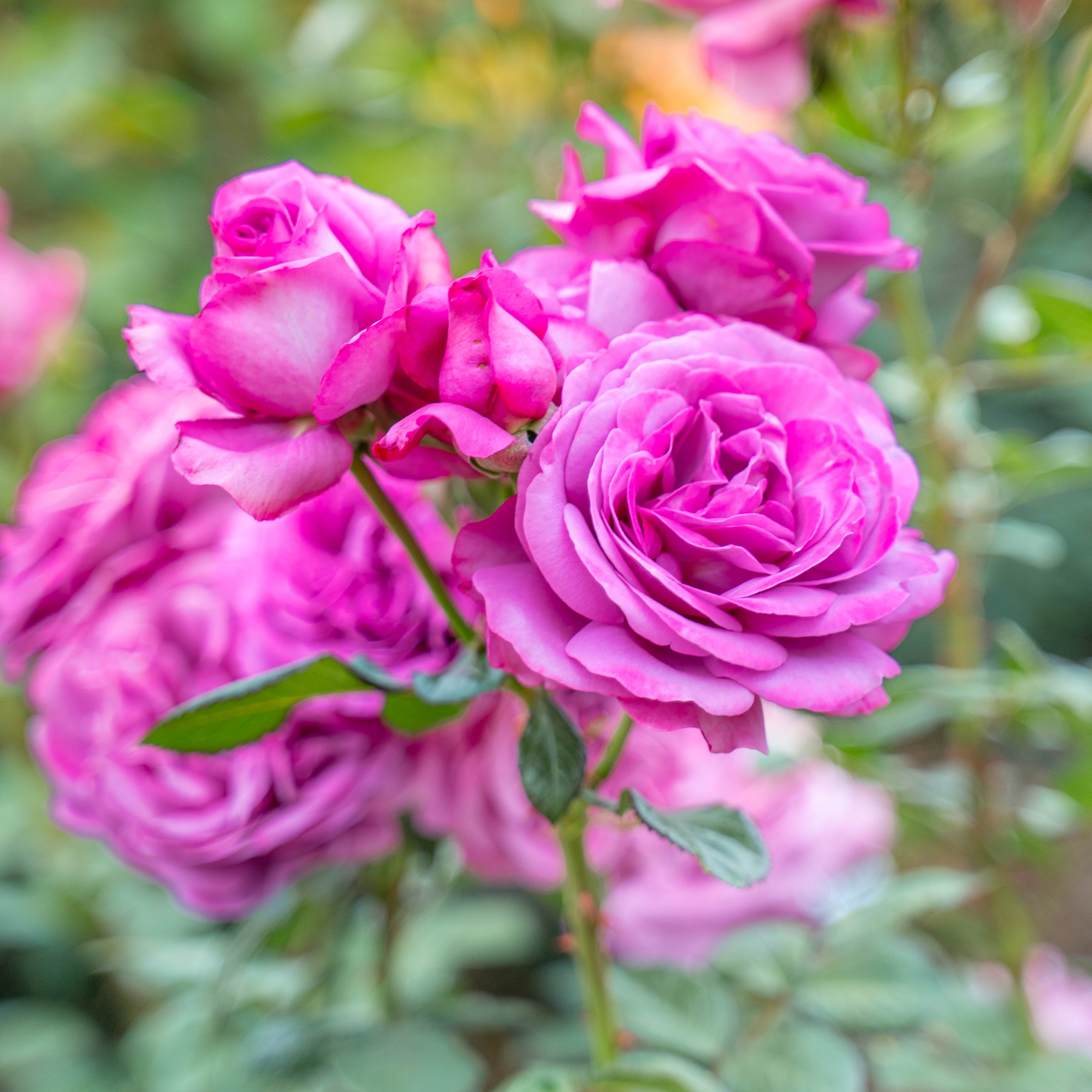 Sunbelt® Plum Perfect™ Bare Root Tree Rose