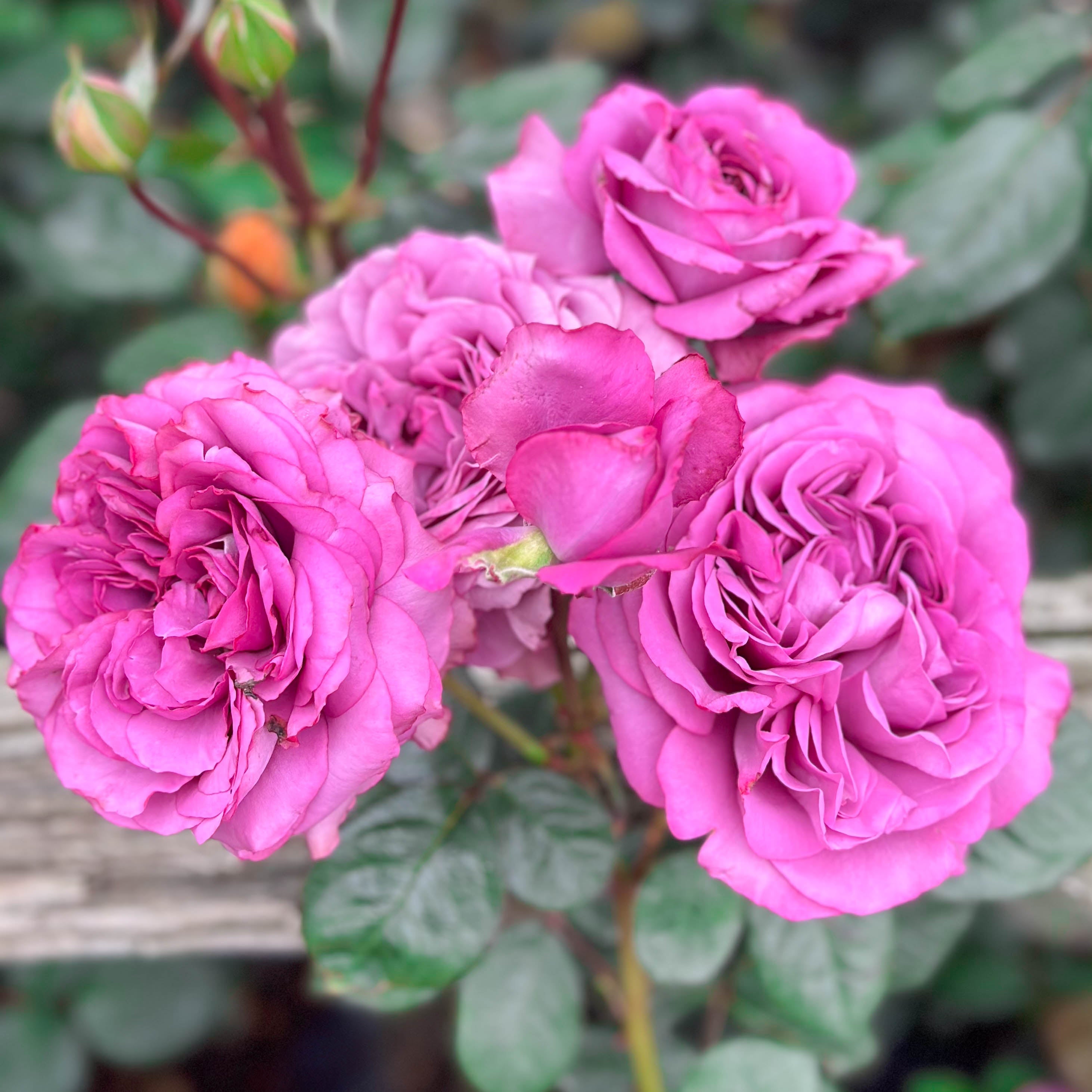 Sunbelt® Plum Perfect™ Potted Rose Bush - Grace Rose Farm