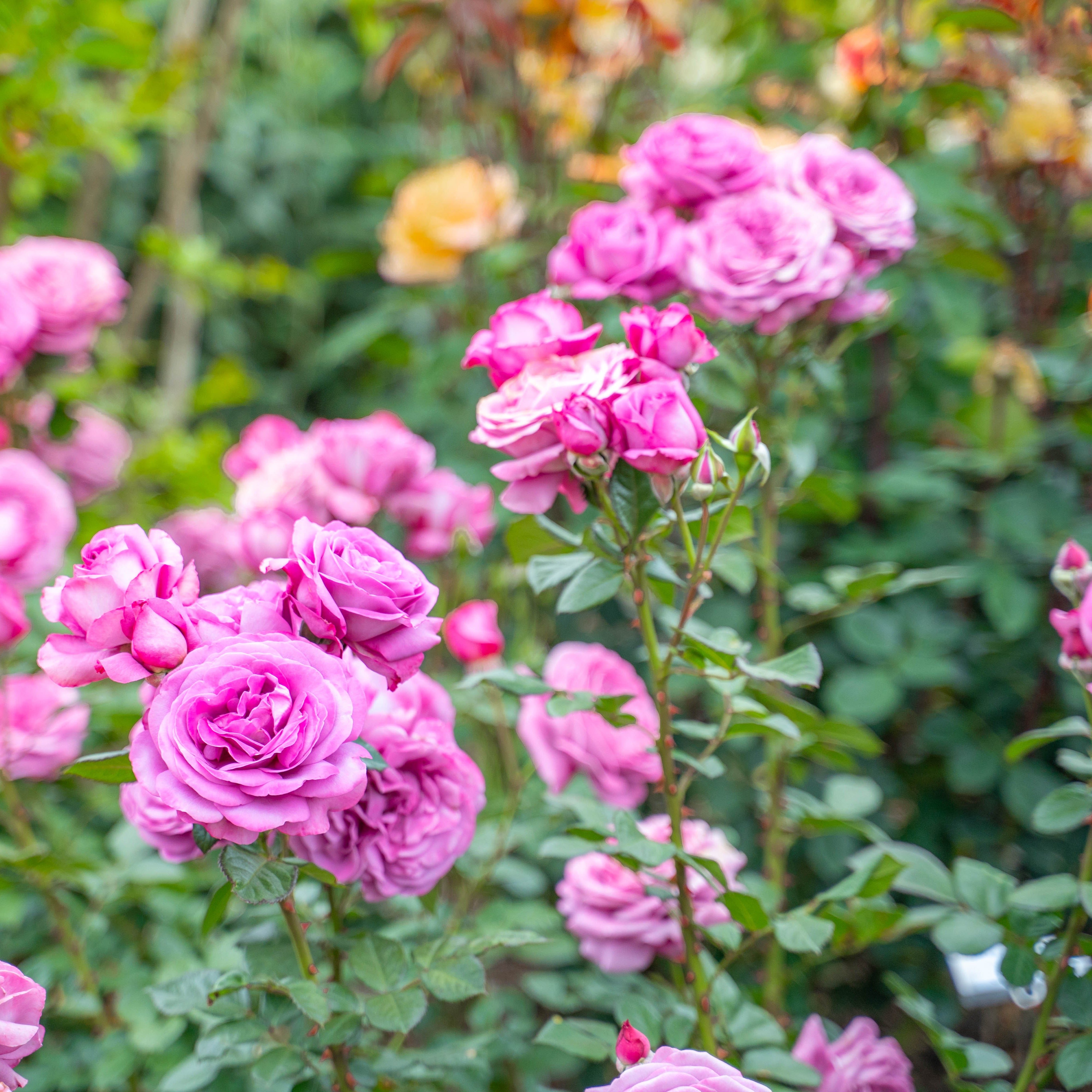 Sunbelt® Plum Perfect™  Bare Root Rose Bush
