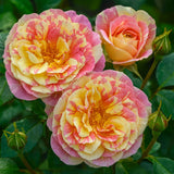 Pop Art™ Bare Root Tree Rose