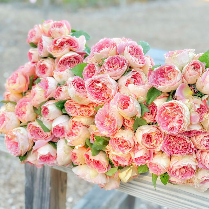 Pop Art™ Bare Root Tree Rose