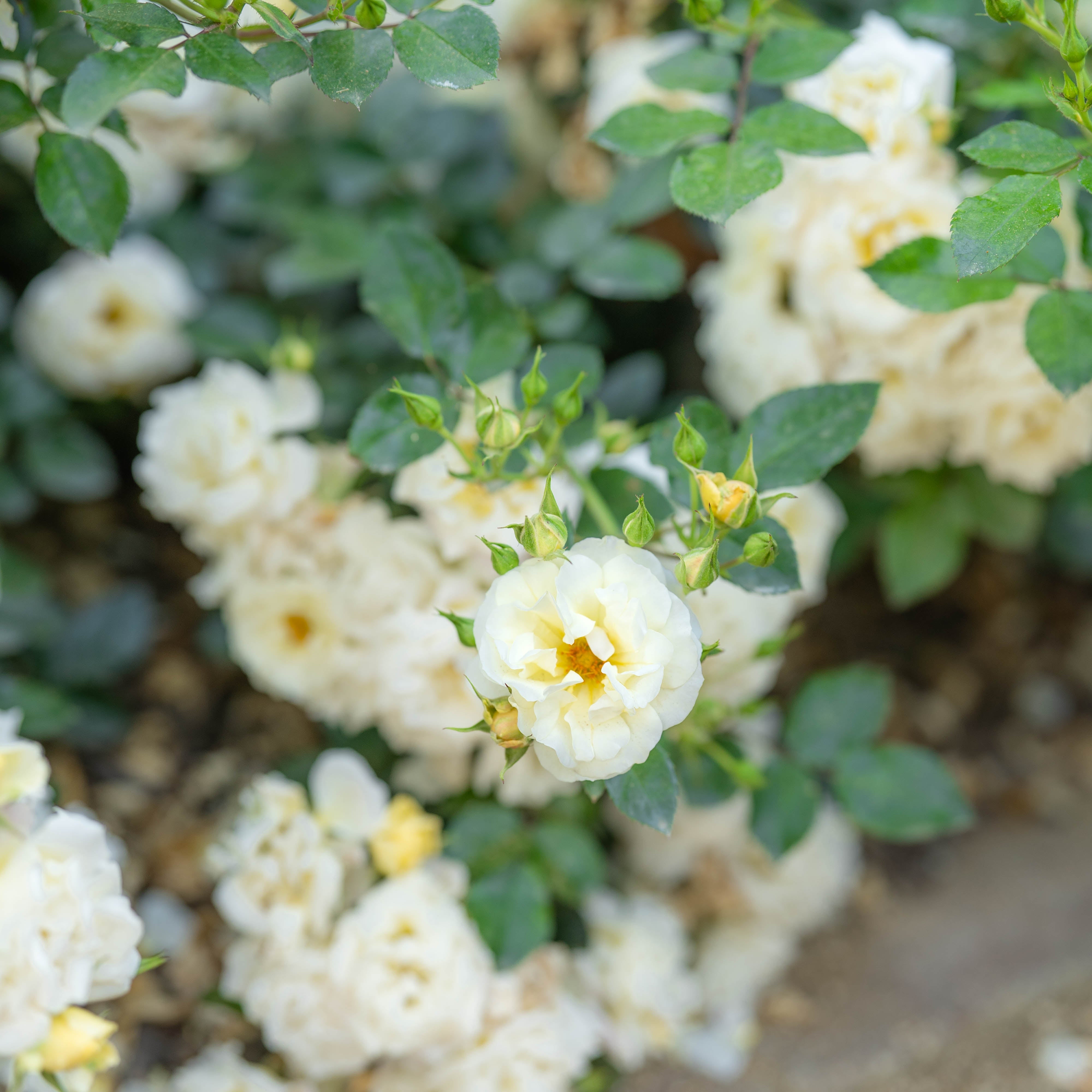 フラワー・ガーデニング FTR 3500 Popcorn Drift® Potted Rose Bush - Grace Rose Farm