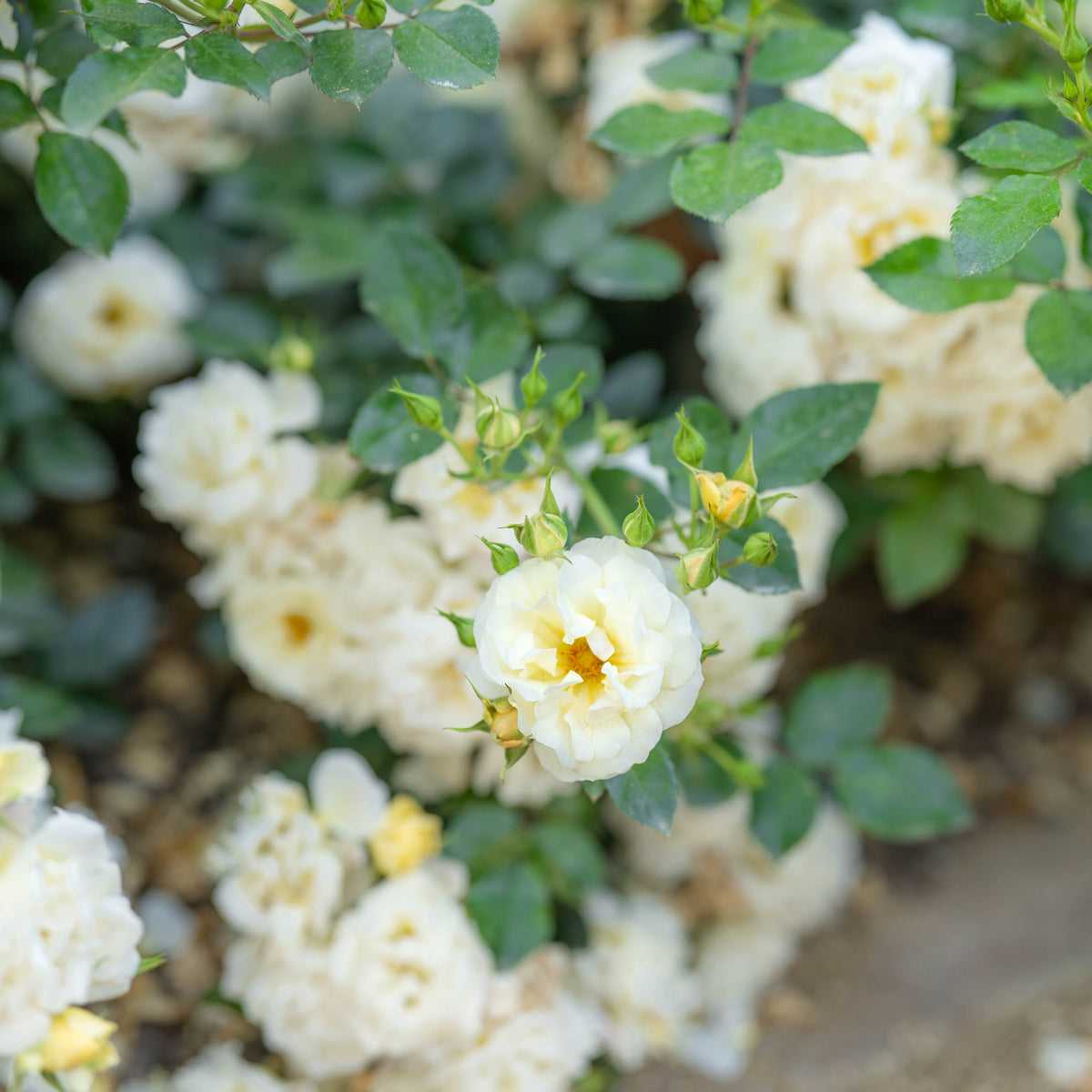 Popcorn At Roses Popcorn Drift® Potted Rose Bush - Grace Rose Farm