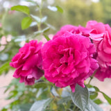 Pretty Lady Rose™ Bare Root Rose Bush