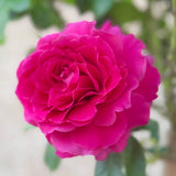 Pretty Lady™ Rose Potted Tree Rose