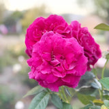 Pretty Lady Rose™ Bare Root Rose Bush