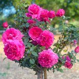 Pretty Lady™ Rose Potted Tree Rose