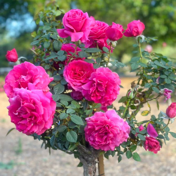 Pretty Lady Tree Rose | Pink Tree Rose | Grace Rose Farm