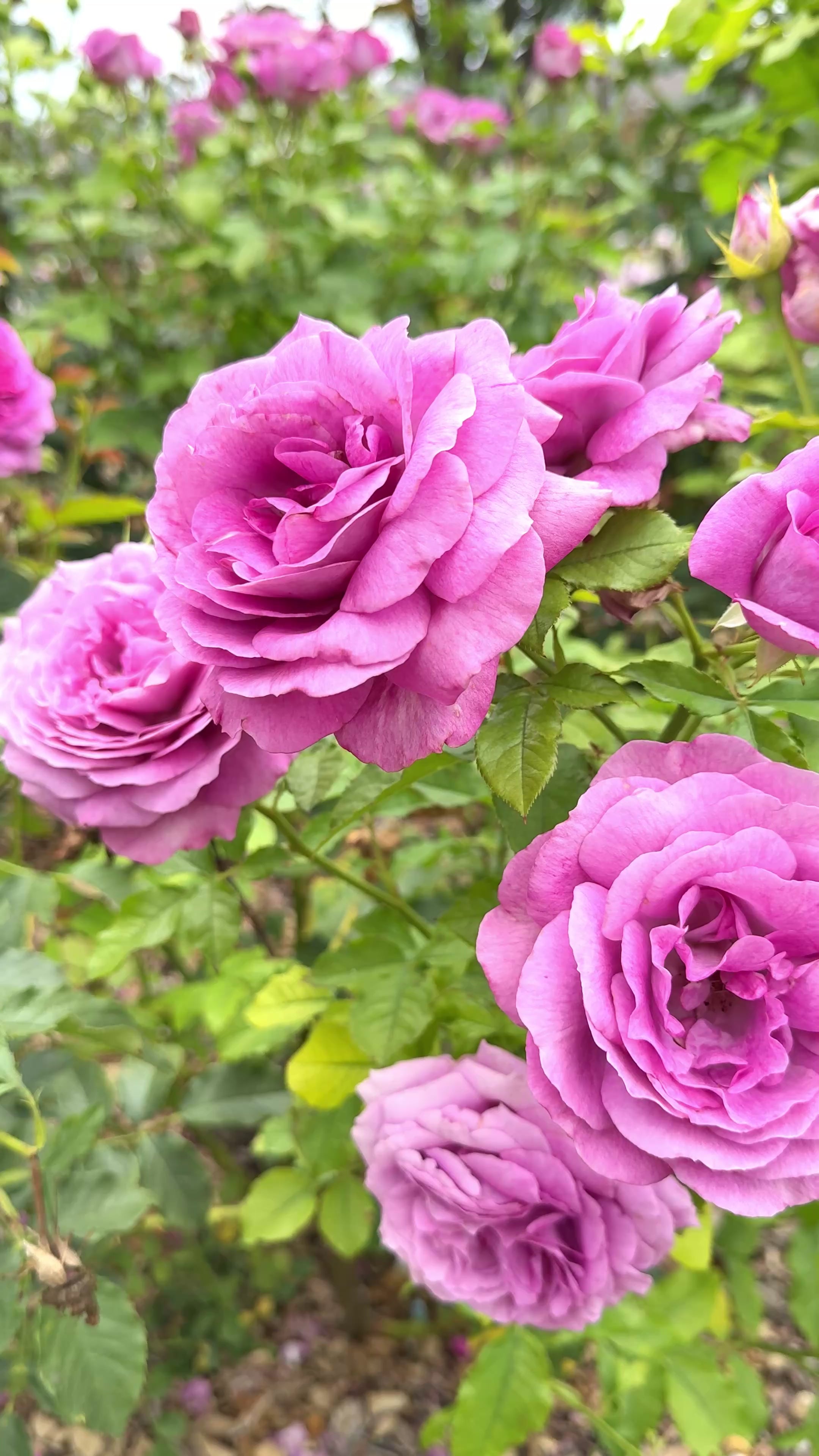 Perfume Factory Rose | Strong Fragrance Pink Rose | Grace Rose Farm