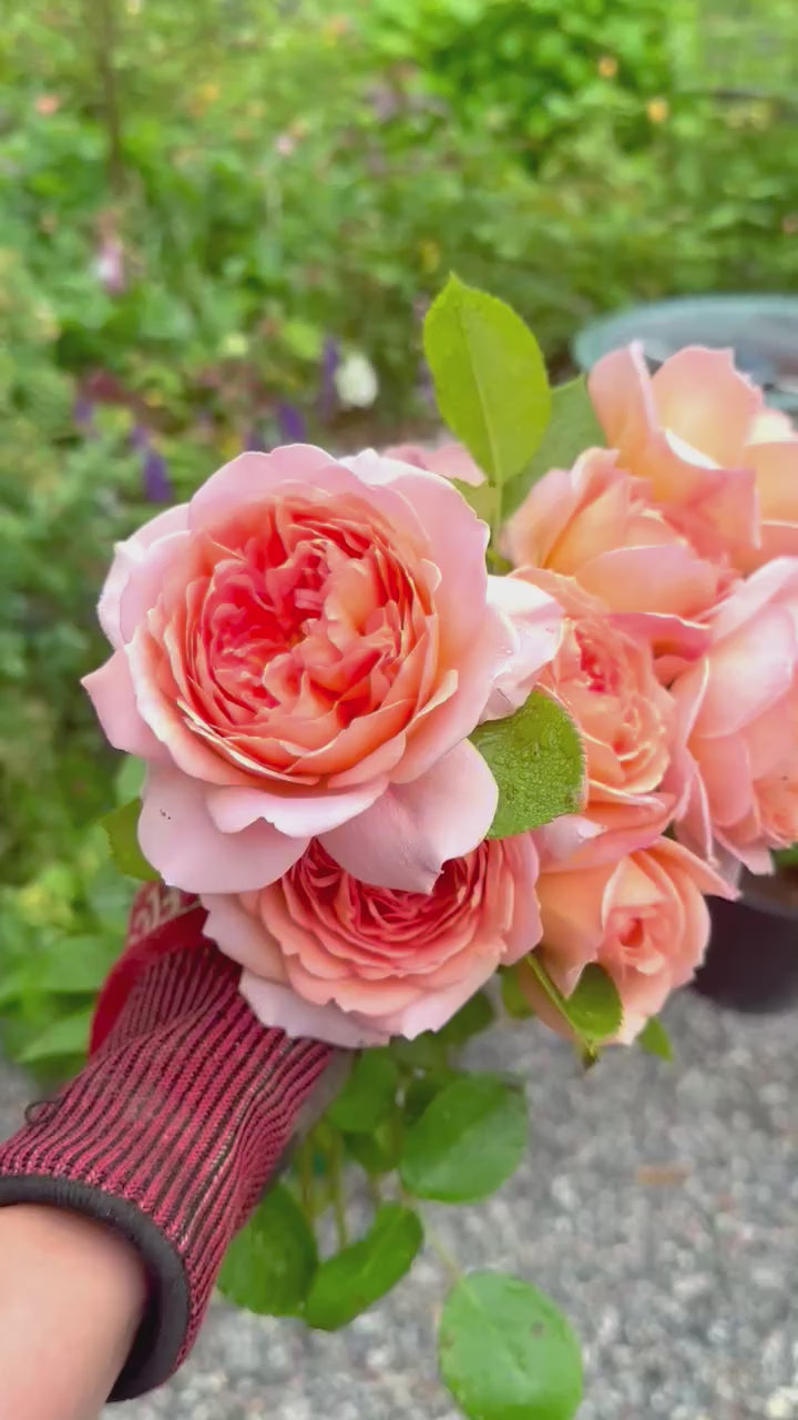 David Austin® Carding Mill® Potted Rose Bush - Grace Rose Farm
