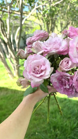 Nicole Carol Miller   Bare Root Rose Bush