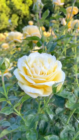 Romantica® Moonlight™ Potted Rose Bush