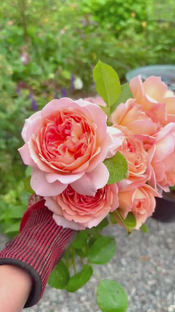 Gracie's Blooms & Branches™ Bundles - David Austin® Carding Mill® & Ju