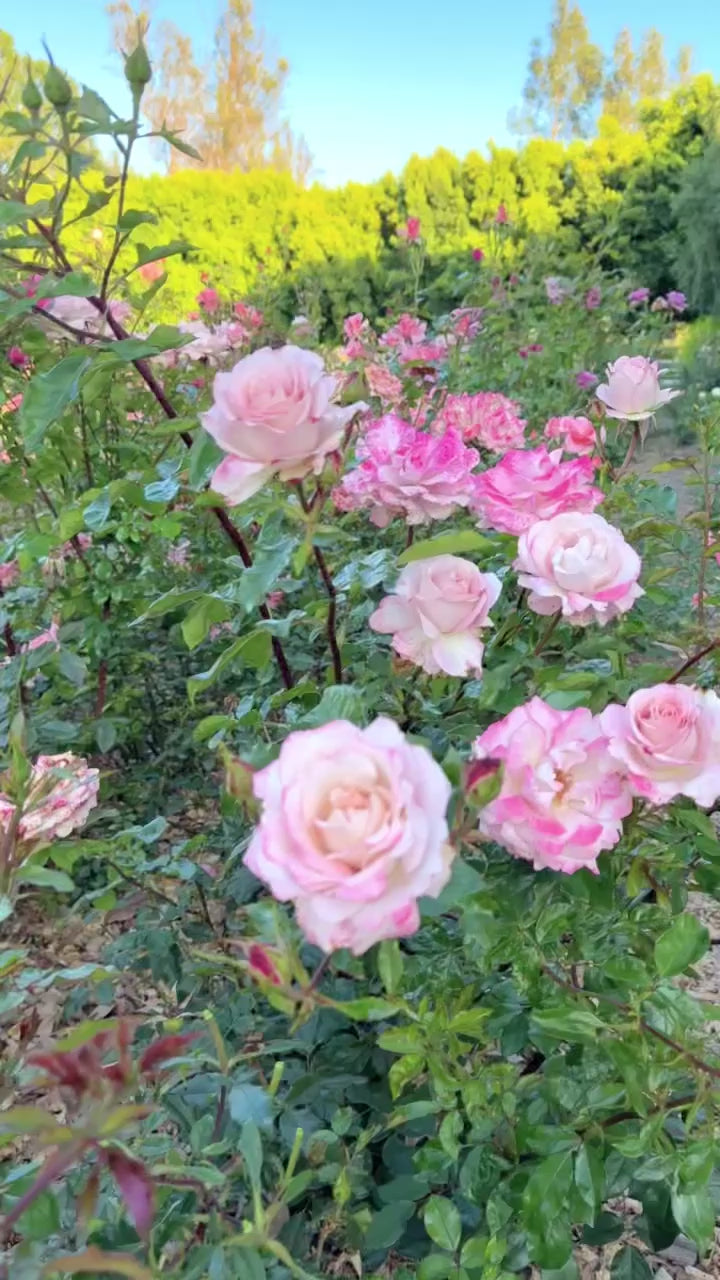 Pinkerbelle Rose | Striped Pink Hybrid Tea | Grace Rose Farm