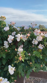 Sally Holmes Climbing Potted Rose Bush