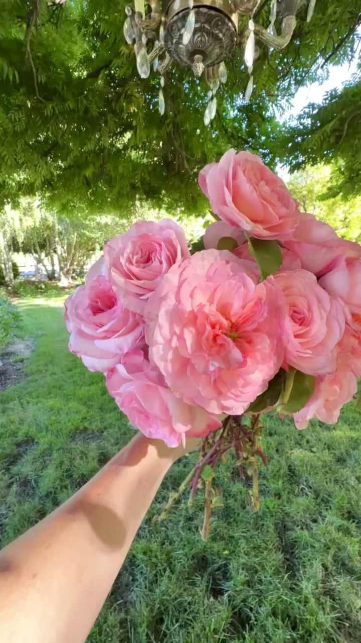 Sunbelt® Savannah™ Potted Rose Bush - Grace Rose Farm