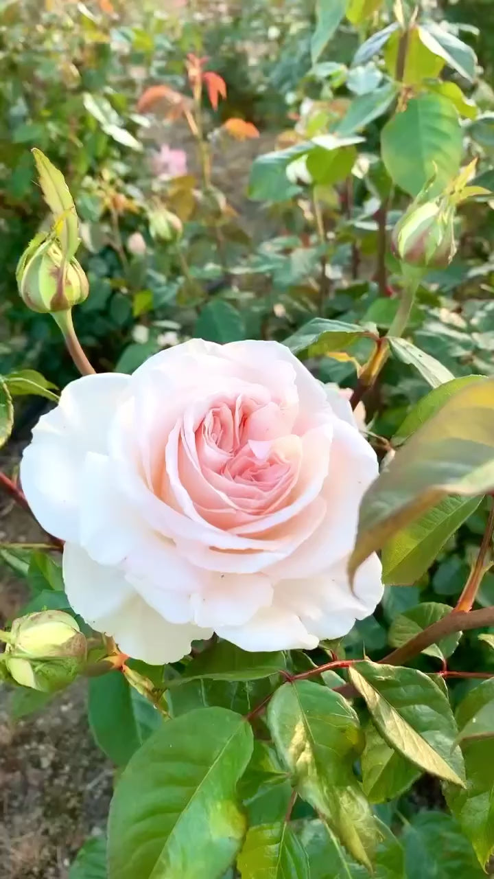 ナチュラルブーケ  シャーリー Shirley's Bouquet Rose Bush | Hybrid Tea Rose | Grace Rose Farm