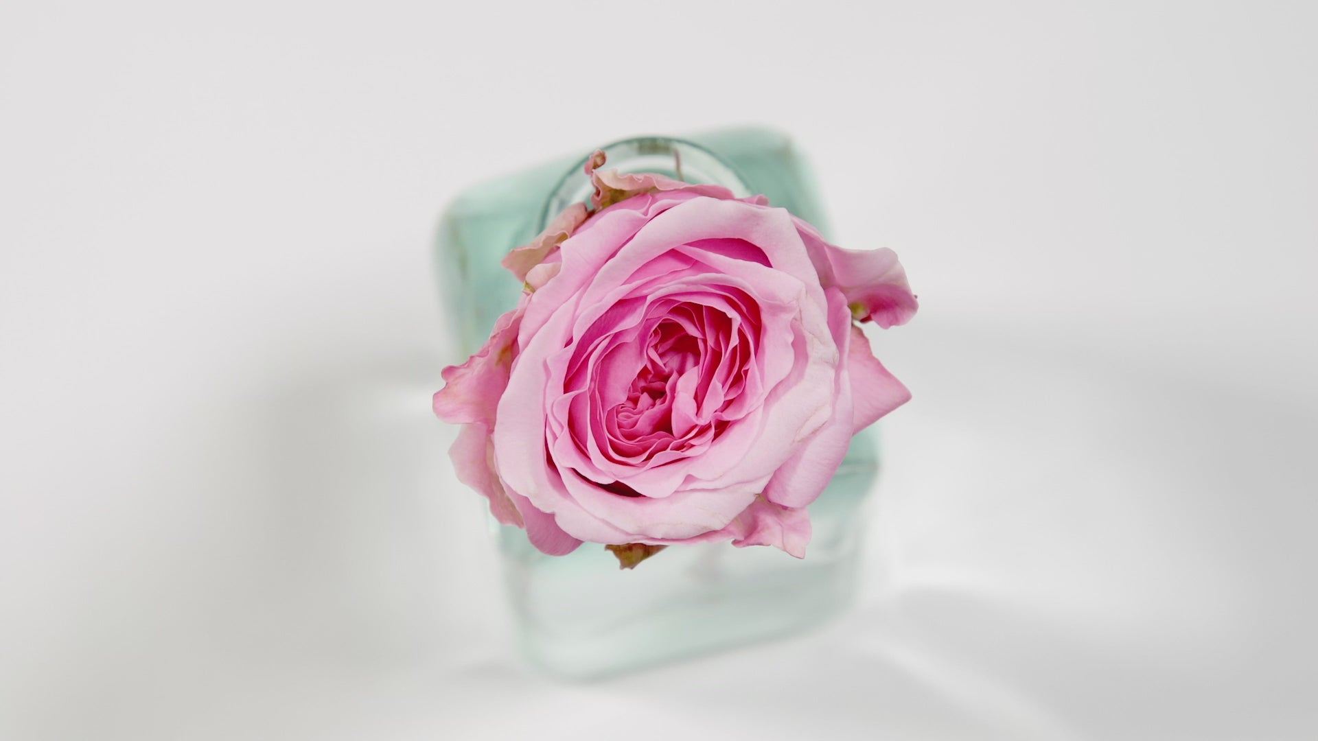 David Austin® Miranda™ Bouquet - Grace Rose Farm