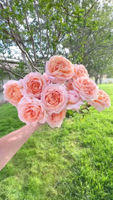 Parfuma® Sunrise (a.k.a. Sespe Sunrise) Bare Root Rose Bush