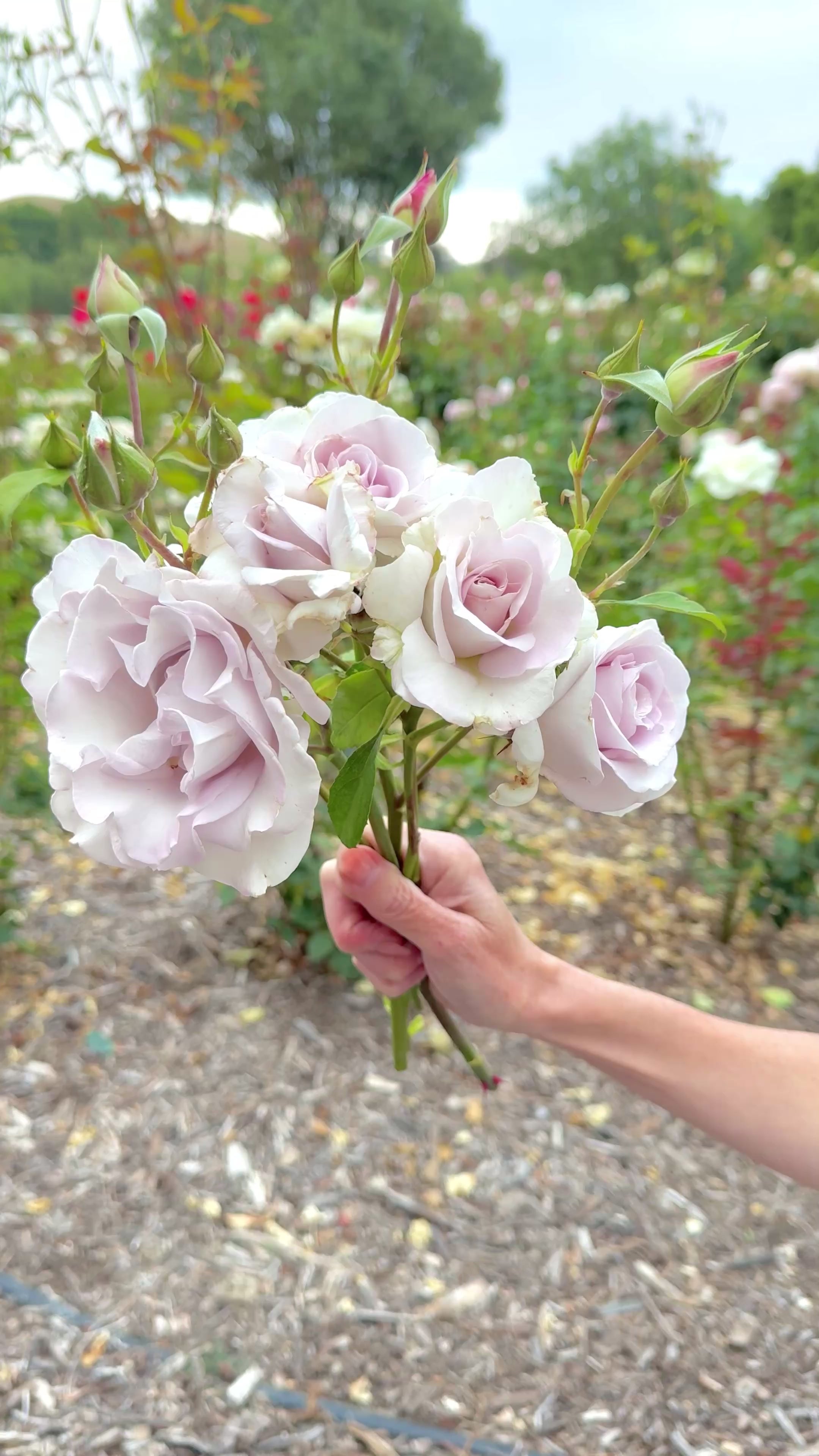Stainless Steel ™ Potted Rose Bush - Grace Rose Farm