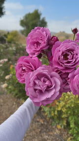 Sunbelt® Plum Perfect™  Bare Root Rose Bush
