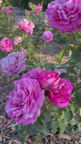 Sunbelt® Plum Perfect™  Bare Root Rose Bush
