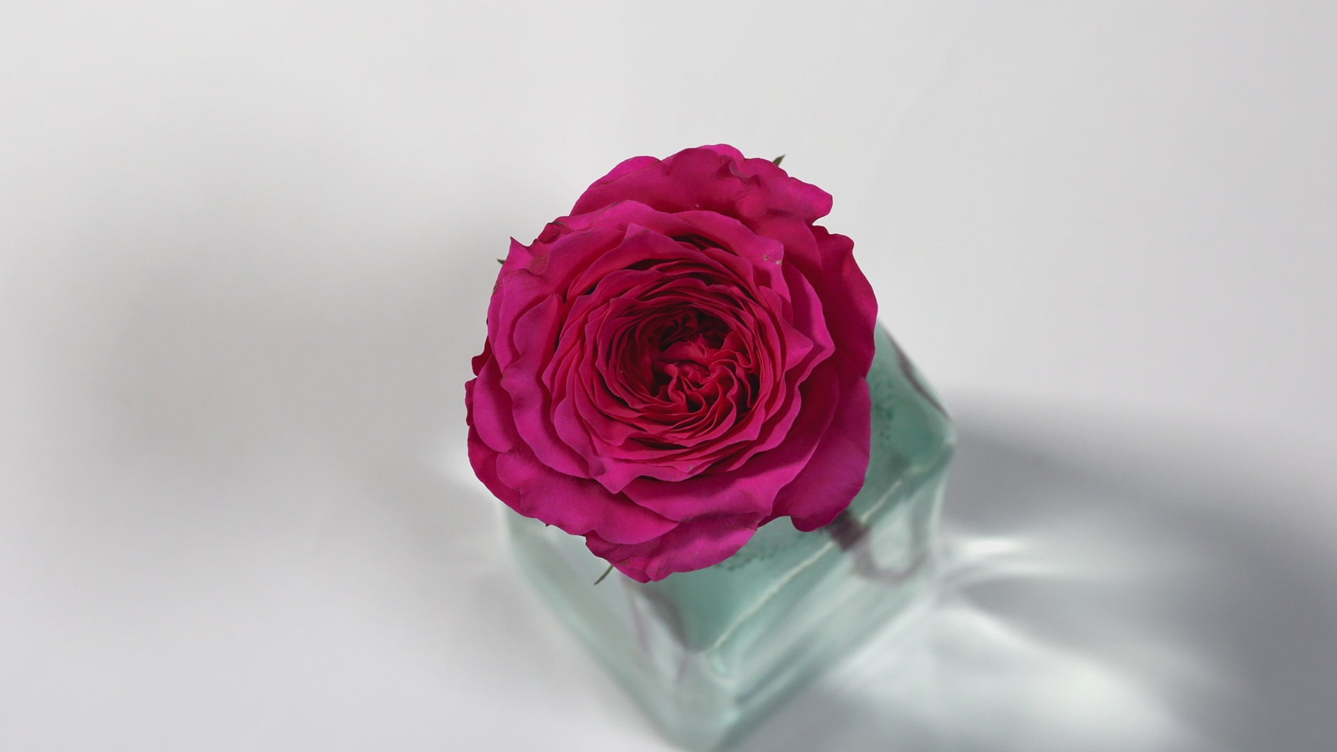 Hettie Bouquet | Blush Garden Rose Bouquet | Grace Rose Farm