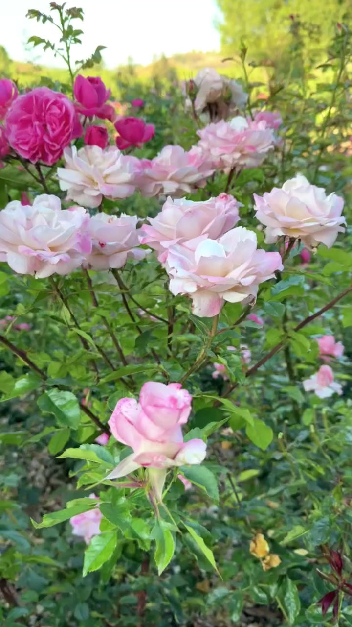 Pinkerbelle Rose | Striped Pink Hybrid Tea | Grace Rose Farm