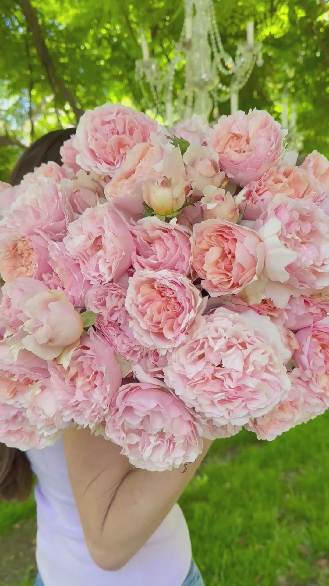 Princess Charlene de Monaco Potted Rose Bush | Apricot Pink Rose