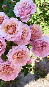 State of Grace ™ Potted Rose Bush