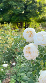Top Cream™ Potted Rose Bush