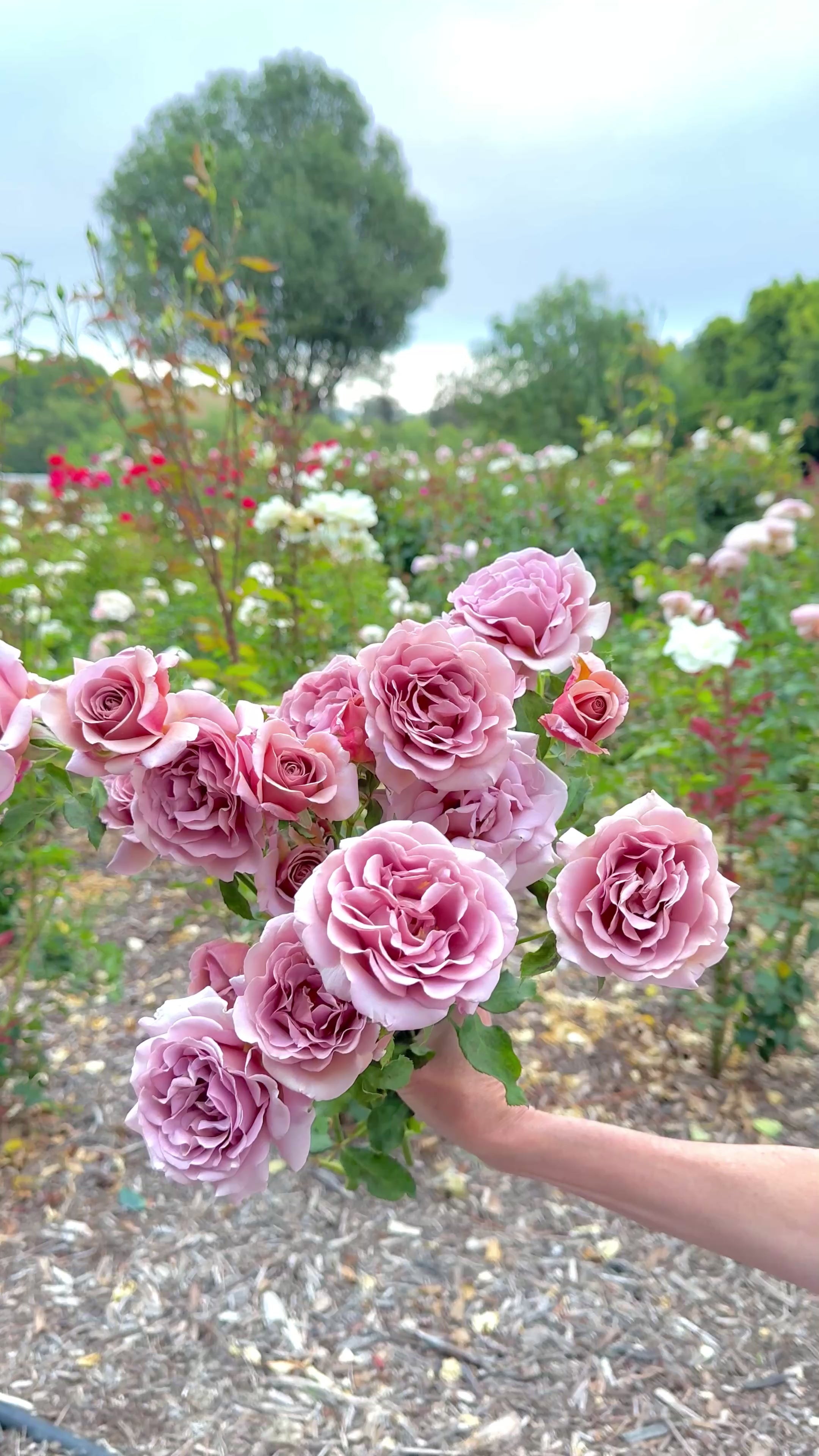 cocoです レア 14kgfあこや真珠フラワーカービングPT Koko Loko Potted Rose Bush | Taupe Rose Bush | Grace Rose Farm