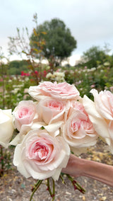 Francis Meilland® Potted Rose Bush