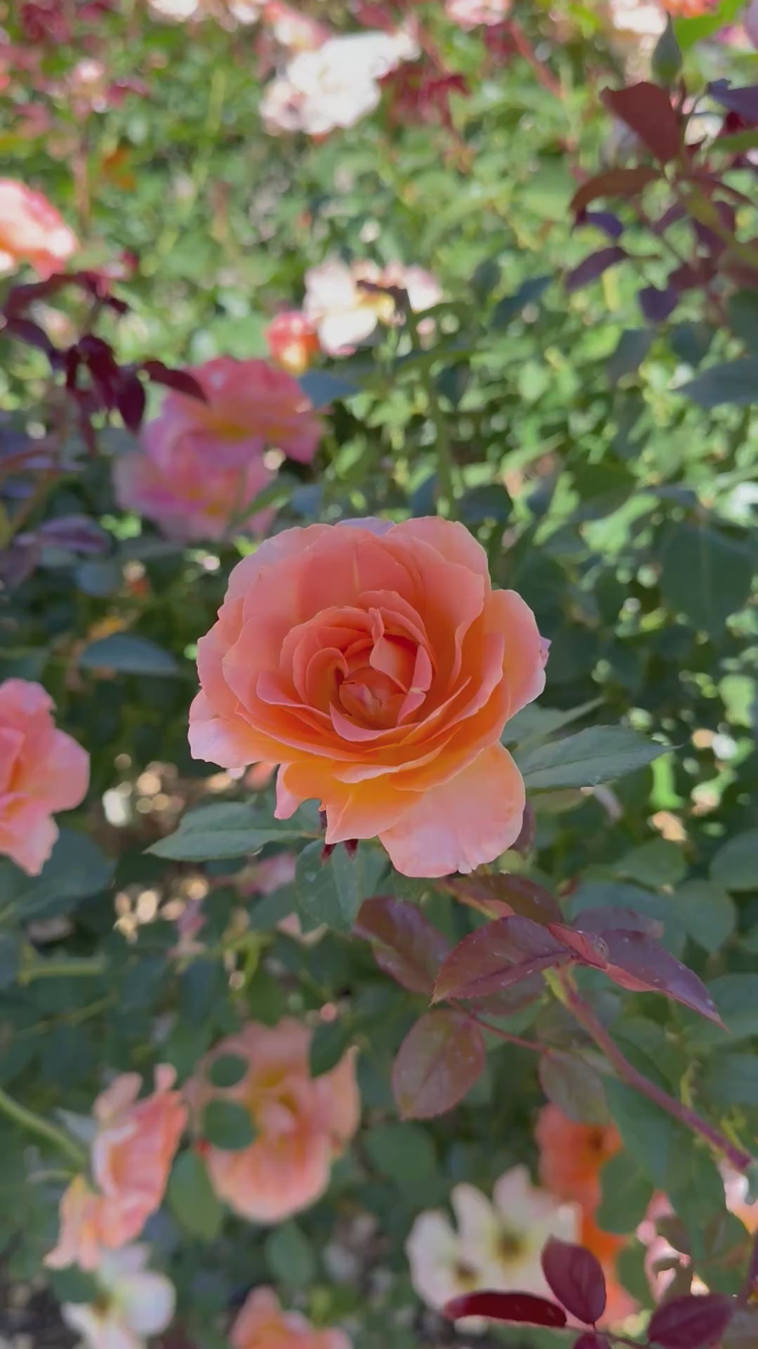 Jump for Joy Potted Rose Bush | Peachy Pink Floribunda Rose