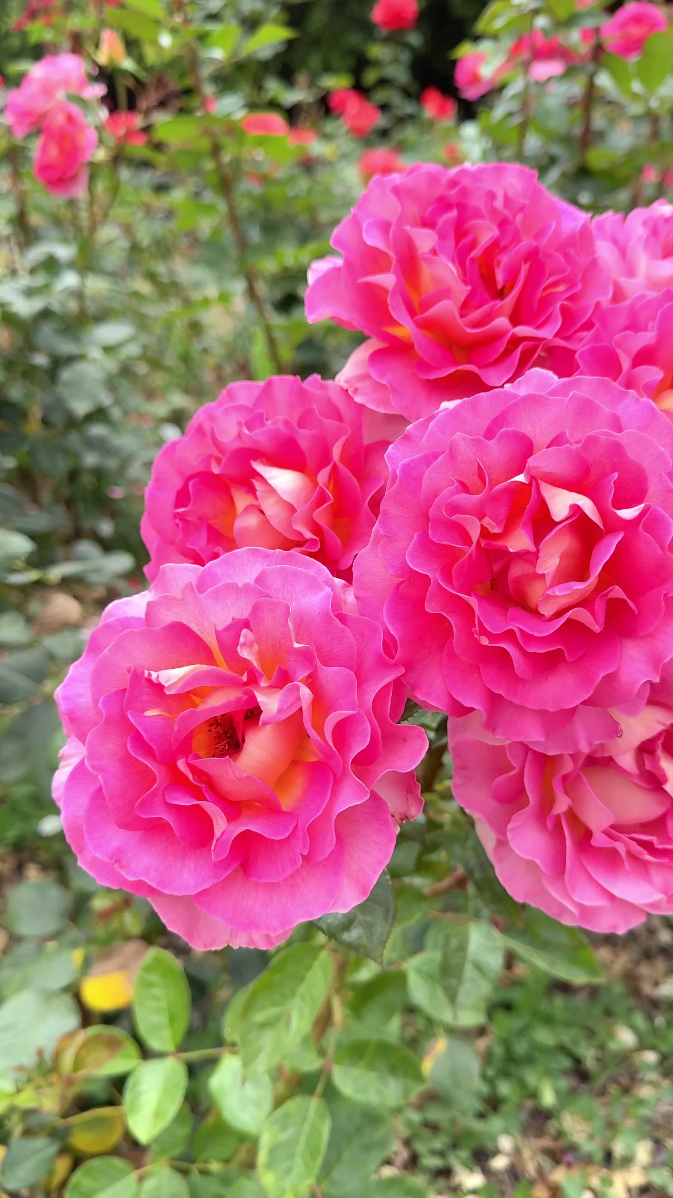 Julie Andrews Potted Rose Bush - Grace Rose Farm