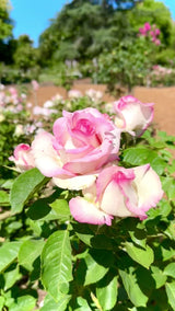 Moonstone® Potted Rose Bush