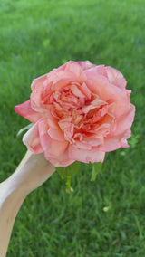 Heavenly Scented™ Bare Root Rose Bush