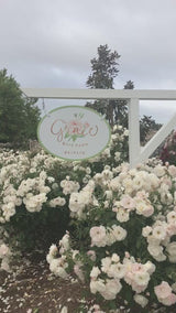 Iceberg Bare Root Climbing Rose