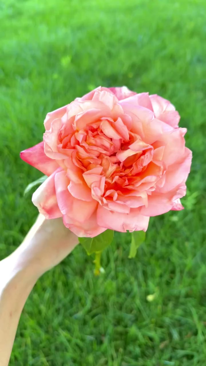 Heavenly Scent Rose | Fragrant Pink Hybrid Tea | Grace Rose Farm