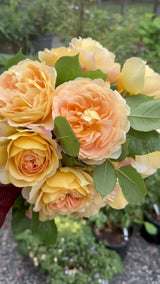 David Austin® Golden Celebration® Potted Climbing Rose