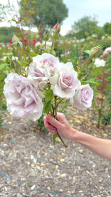 Stainless Steel Bare Root Rose Bush