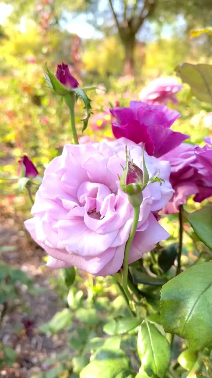 Neptune Potted Rose Bush | Lavender Fragrant Rose | Grace Rose Farm