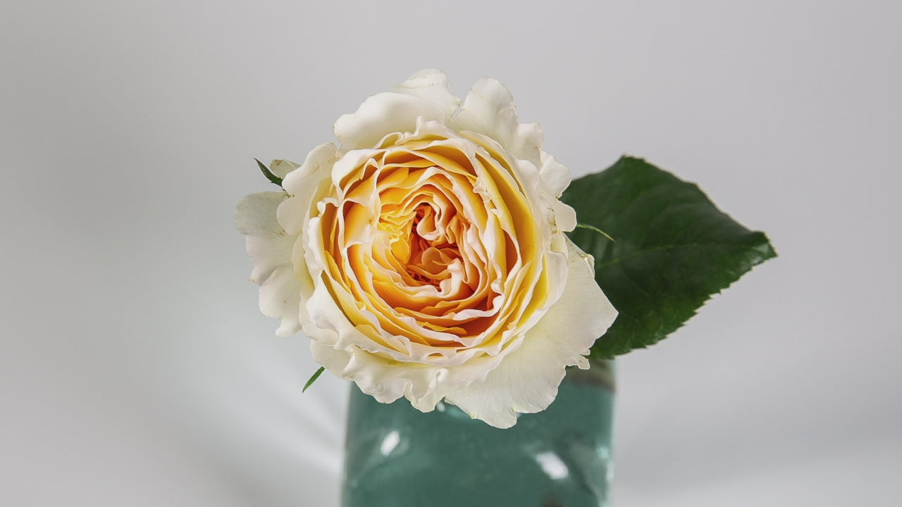 Beatrice Bouquet | Yellow David Austin Bouquet | Grace Rose Farm