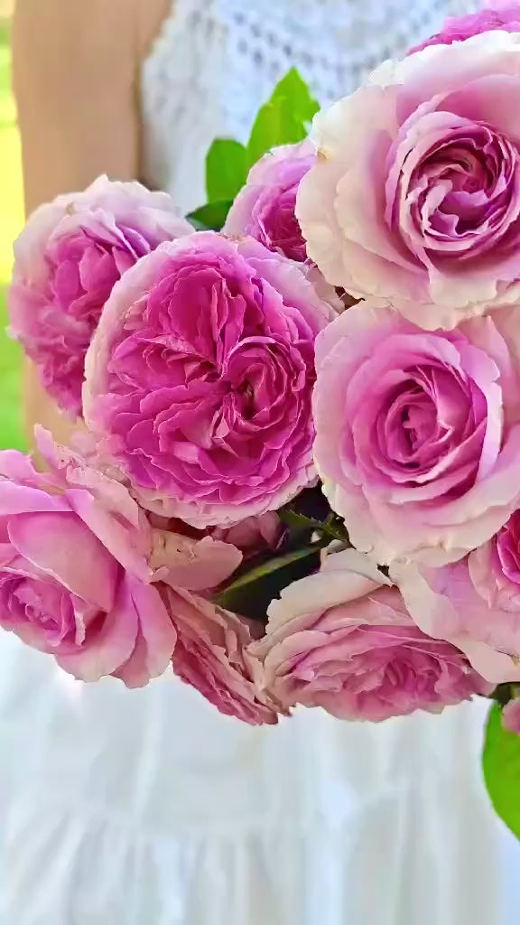 Raspberry Cupcake™ Potted Rose Bush - Grace Rose Farm