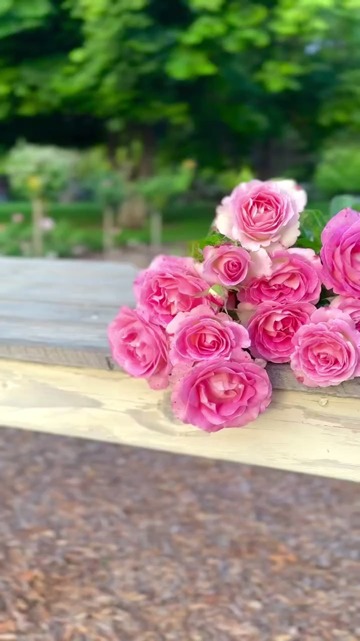 Painted Porcelain Potted Rose Bush | Pink Cream Rose Bush | Grace