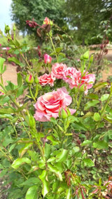 Apricot Candy™ Potted Tree Rose