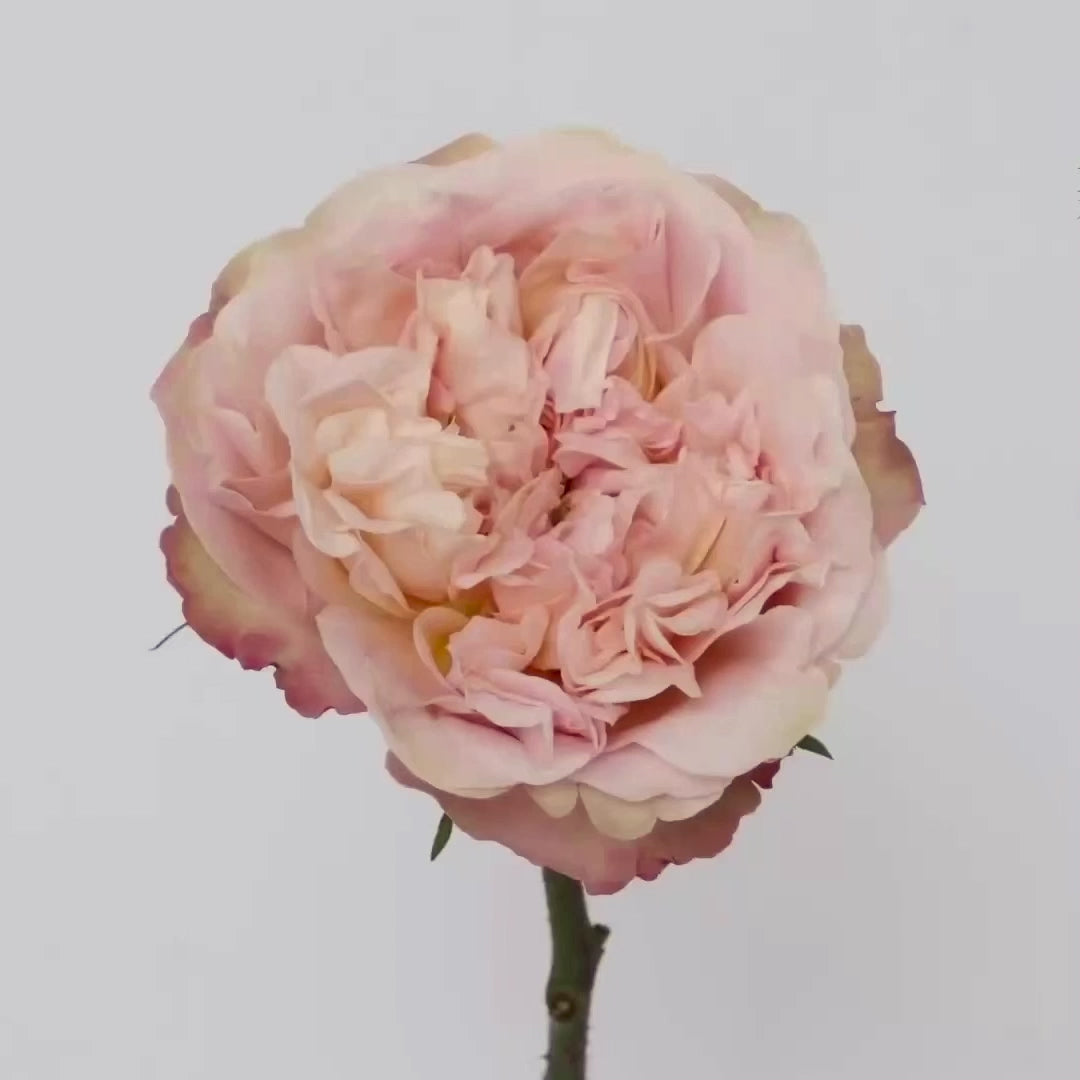 Edith Bouquet | Apricot Garden Rose Bouquet | Grace Rose Farm