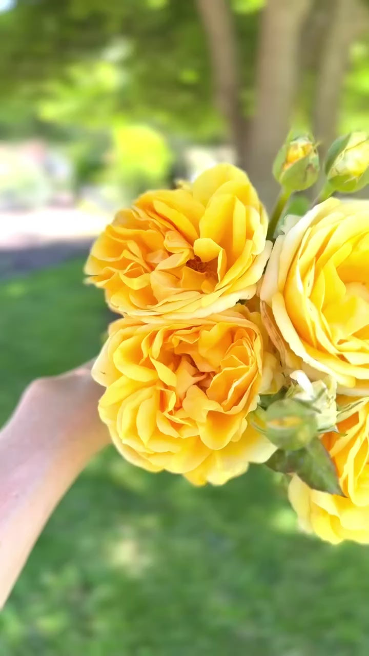 Michelangelo™ Potted Rose Bush - #1 Own Root Potted Rose Bush, image size:720x1280